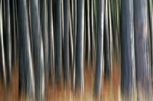 Walking With Spirits