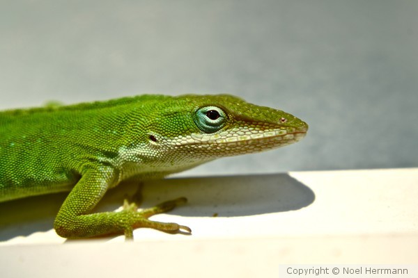 Green Lizard