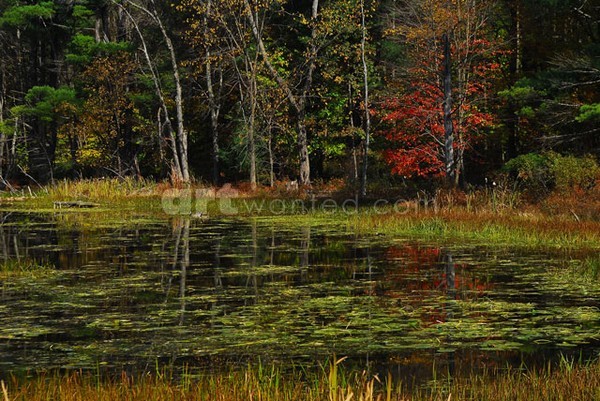 Autumnal Swamp in Lake Luzerne Area IV