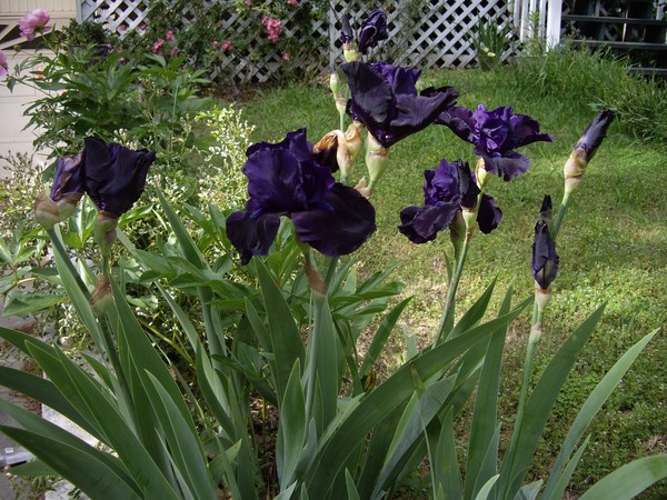 2007 01 01 Spring flowers 2011 008  Copy (2)