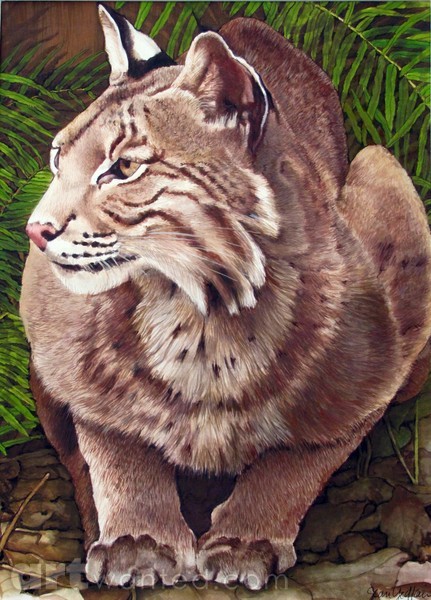 Waiting Bobcat