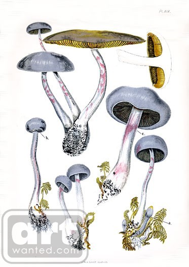 Edible Mushroom Azureus