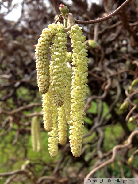 willow catkins