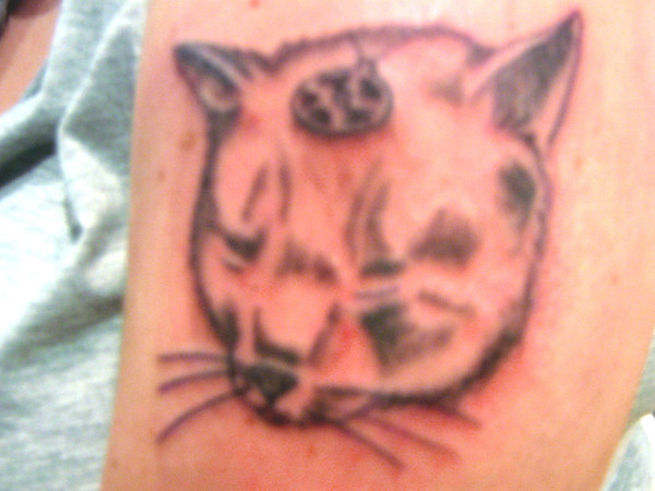 Cat with pent