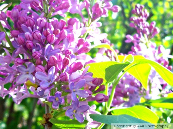 Lilac