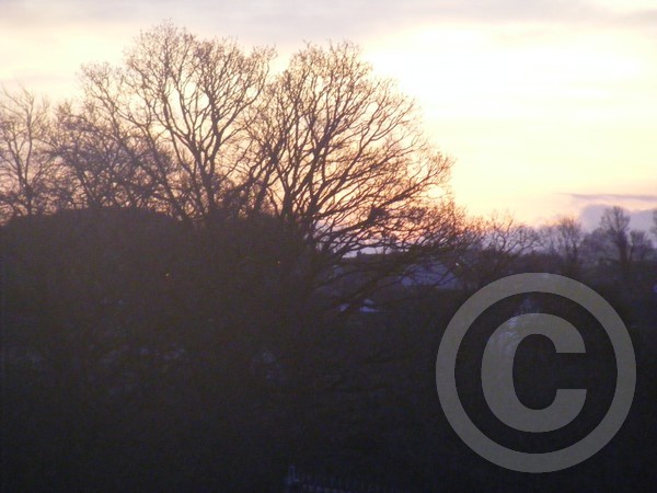 Sun Rising Behind Tree