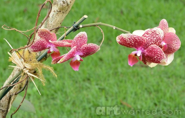 lovely nature II