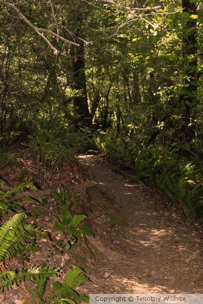 Wonderlands Path
