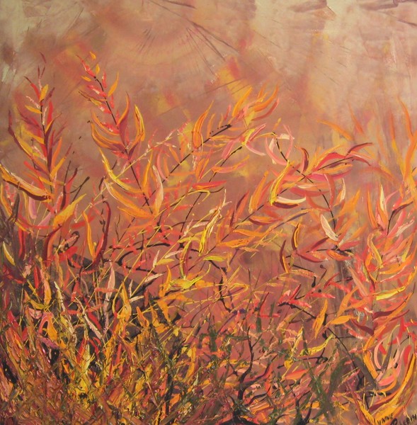 Acacia Blaze