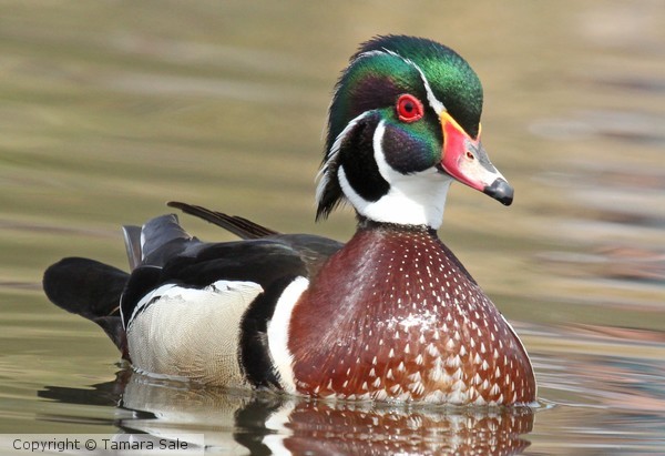 Wood Duck