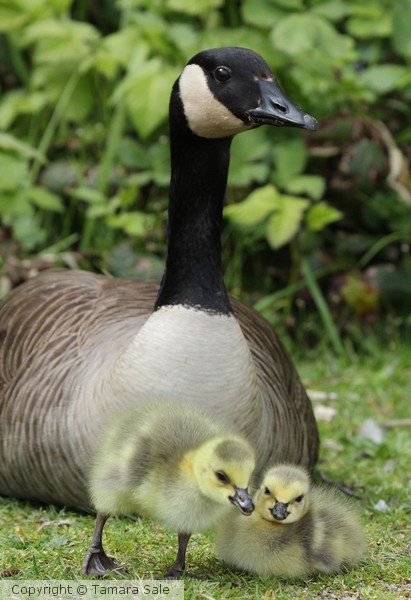 Gosling Gossip