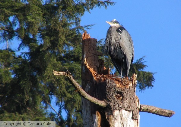 Heron at Deer Lake
