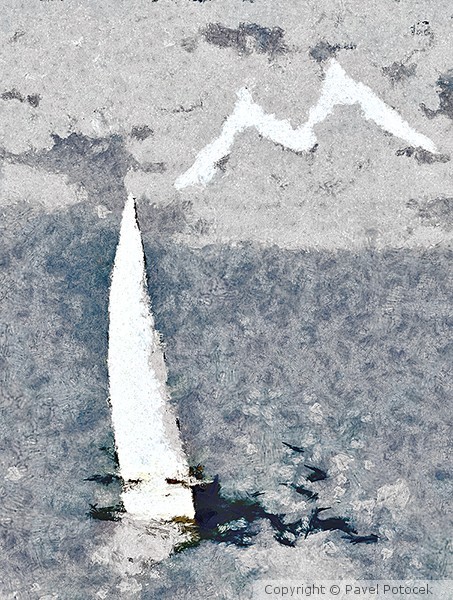 Sail with seagull