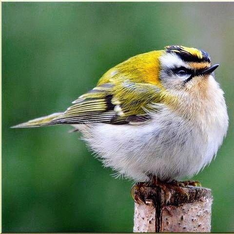 COMMON FIRECREST  REGULUS IGNICAPILLA