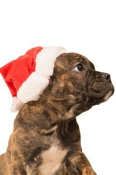 puppies (8)