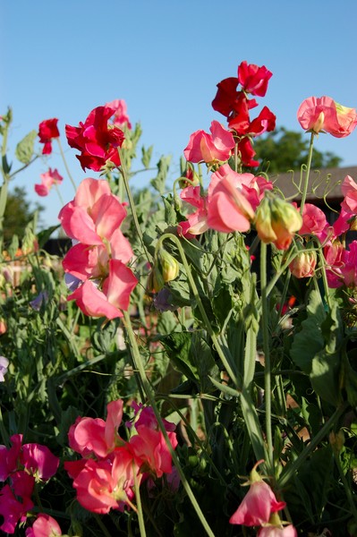 Sweet peas
