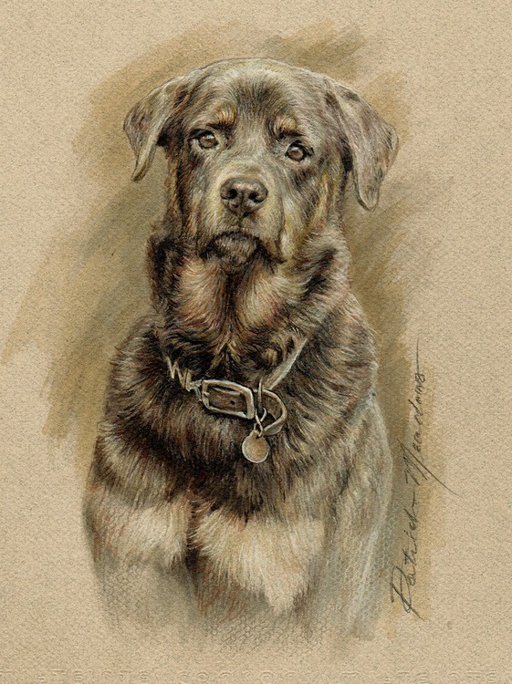 Dog Sketch 2