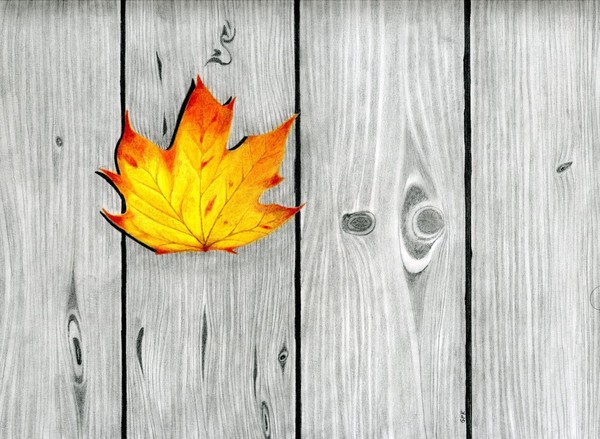 A Fallen Leaf