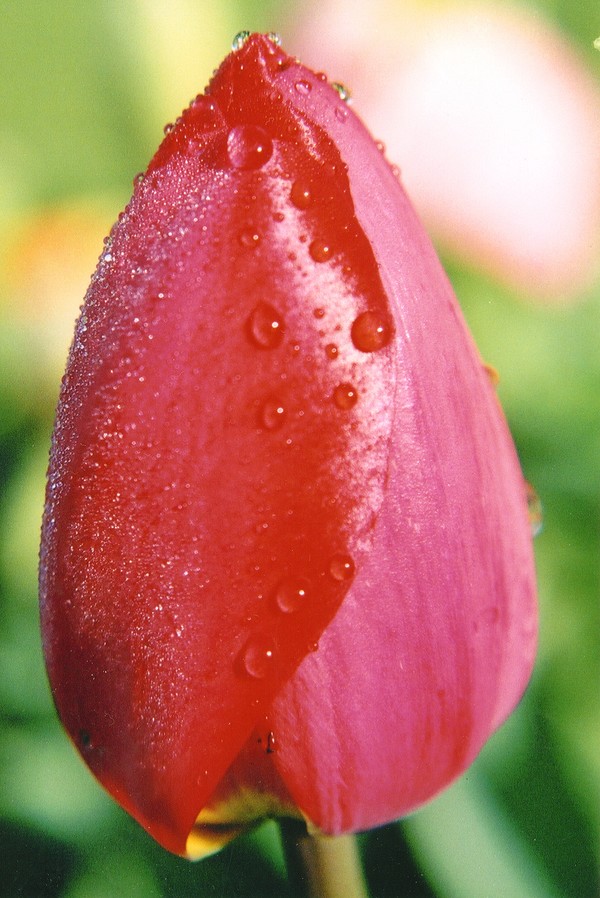 Flower Study No. 4