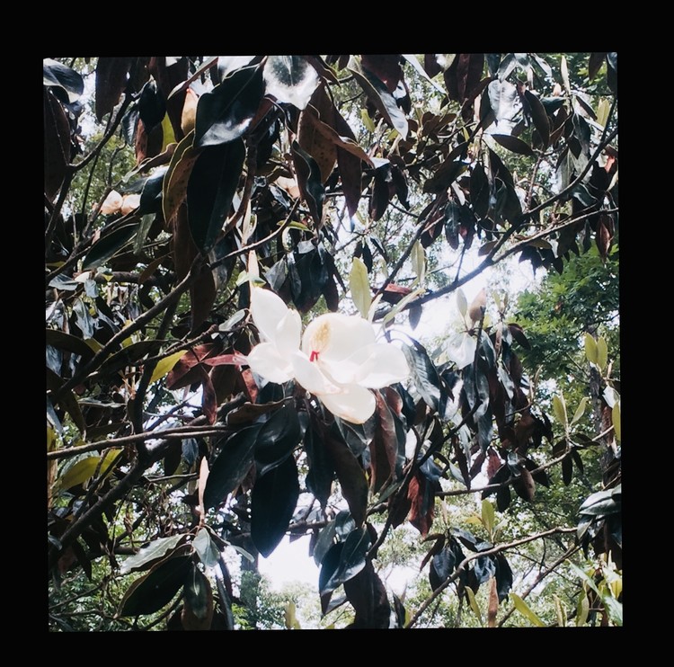 Magnolia 
