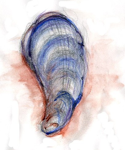 Mussel Shell Watercolor