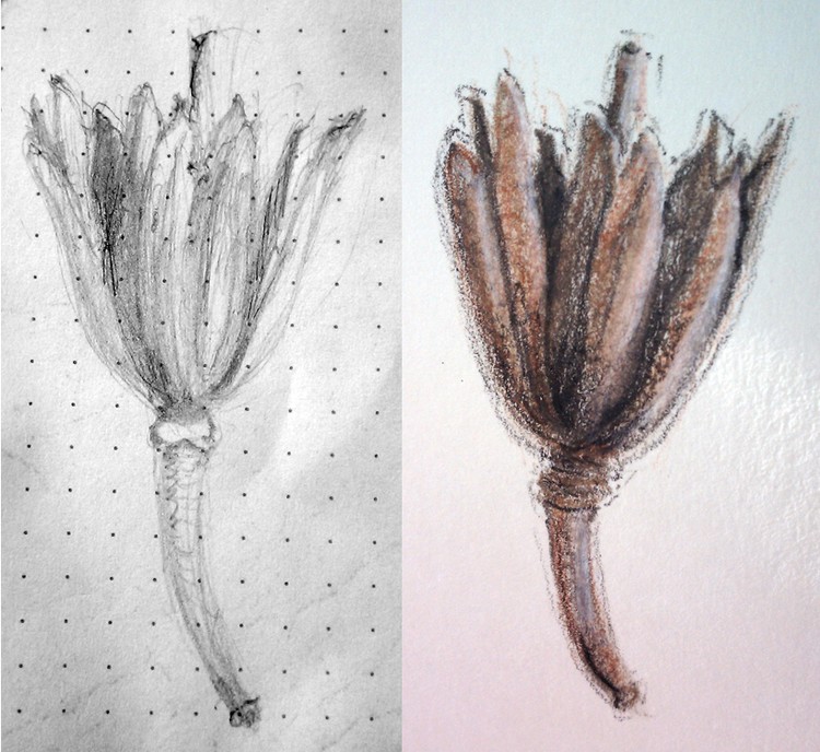 Tulip Tree Seedpod Drawings