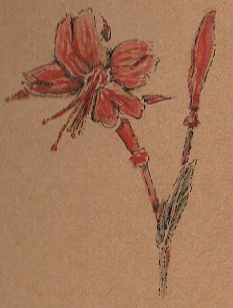 California Fuchsia and Bud Watercolor