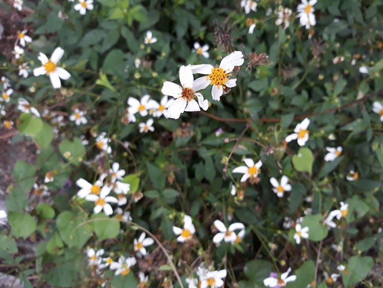 wildflower
