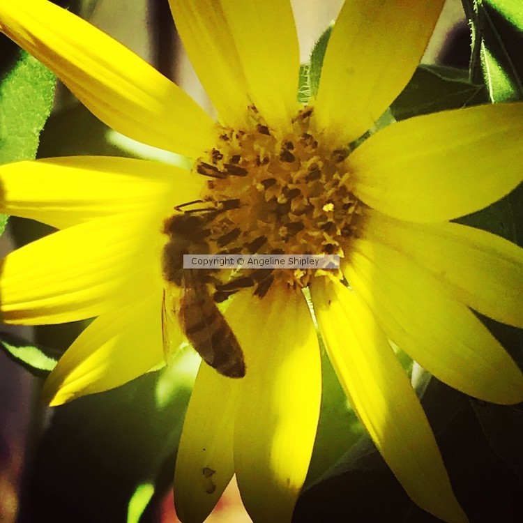Bees Life