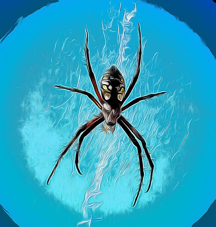 Along Came a Spider