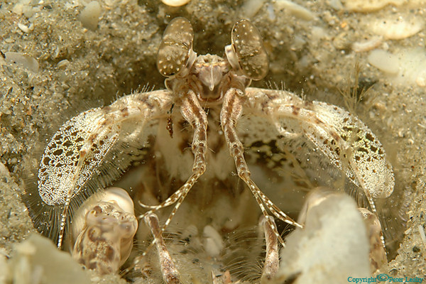 Mantis Shrimp