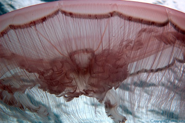 Moon Jellyfish X