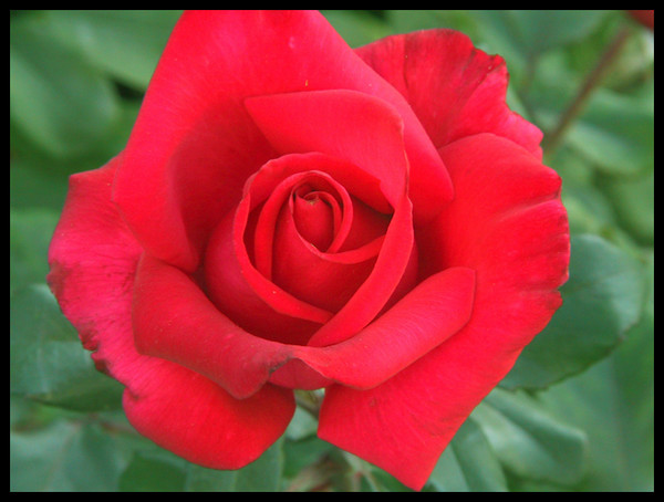 Rose Red