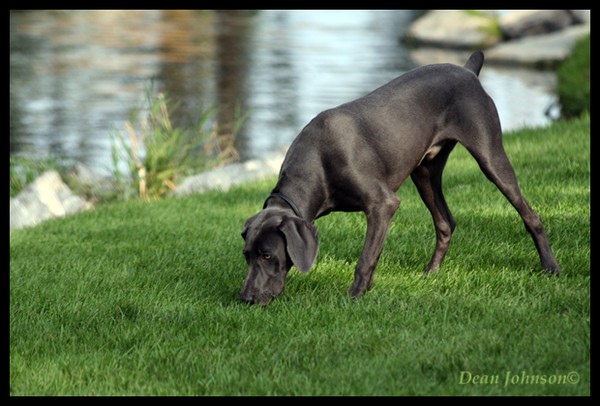 Jax