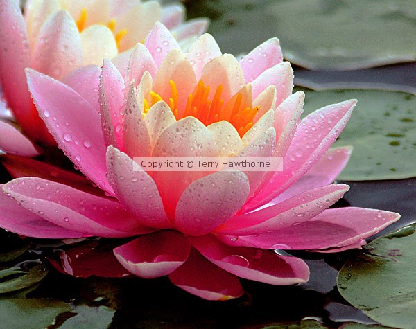 Pink Lotus