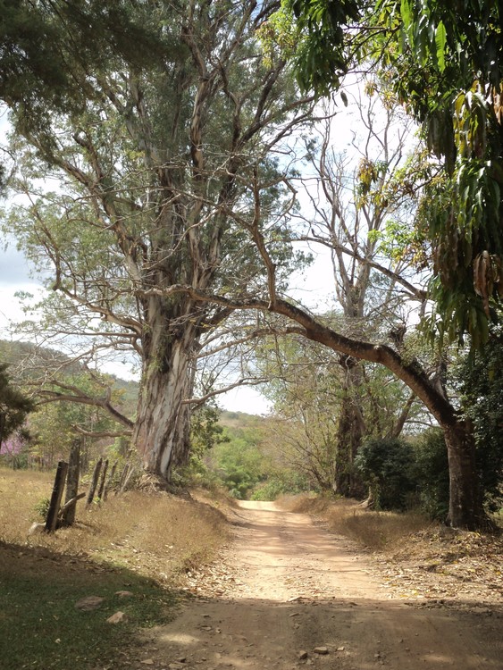 The way to Vagafogo