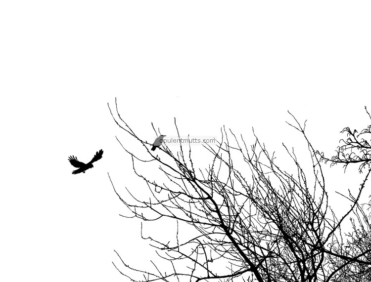 Two Crows