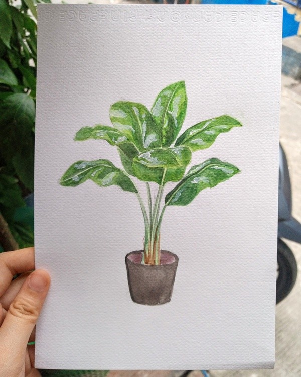 banana plant