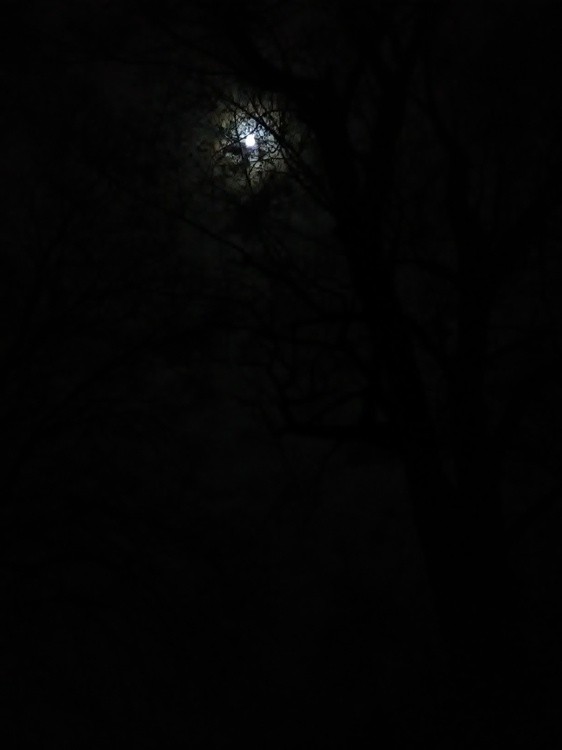 Lovely Luna near her fullness 