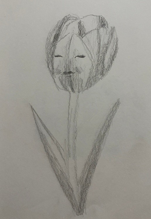 Tulip