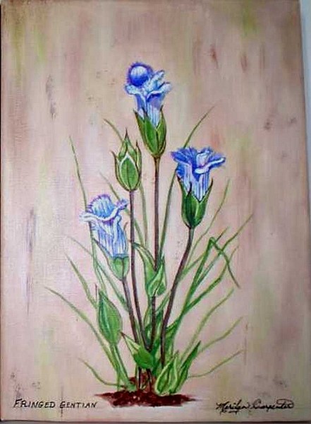 Fringed Gentian