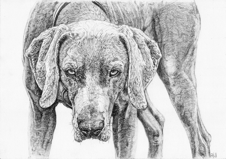 Hound Dog 