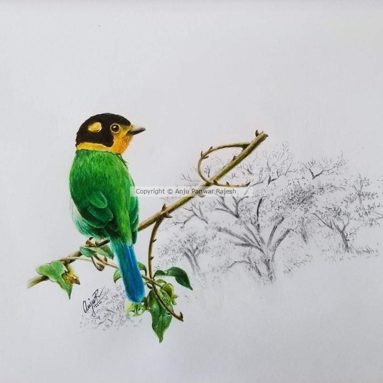 Long-tailed broadbill