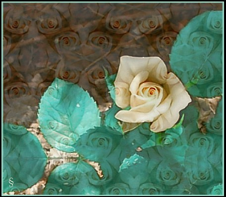 .....miniature rose for Armando  : )