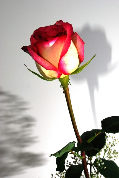 The Rose 2
