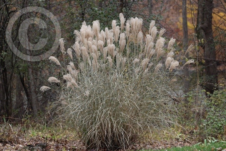 Breezy Feathery Scenery 