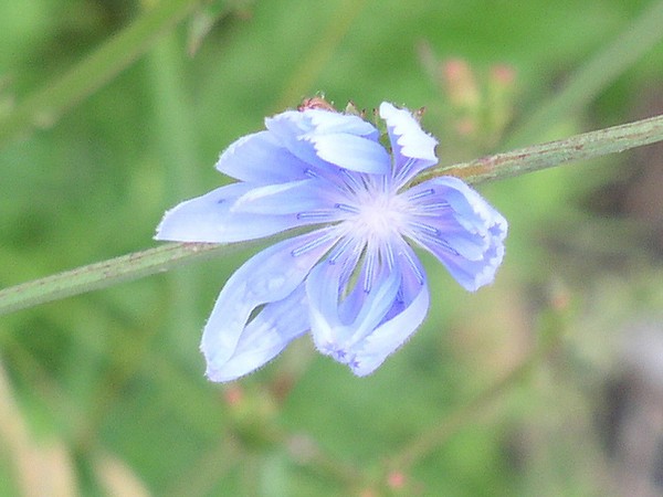 Blue Wildflower