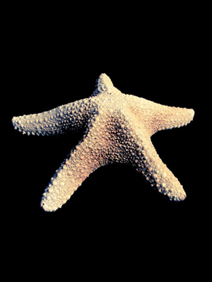 Star Fish