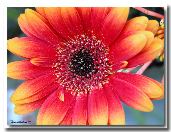 Another fire flower