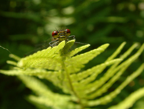 Damselfly On Bracken Leaf